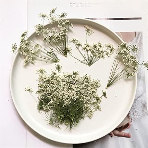 Dlvkhkl 50 חתיכות לחוץ פרחים יבש טבעי לבן רב ראשים לכרטיס הזמנה לגלויה צמח DIY