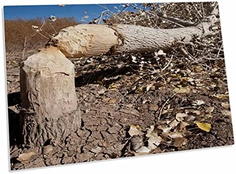 3חיתוך עץ כותנה רוז על ידי בונים, ניו מקסיקו, ארצות הברית -. - משטח שולחן מחצלות מקום